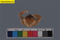 藏品(豆形拳蟹)的圖片